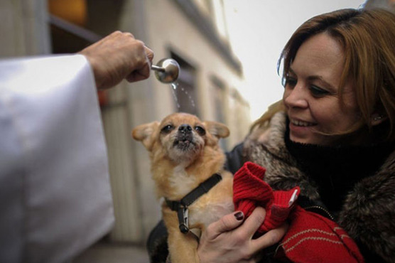 Animals arrive at Vatican to get a blessing