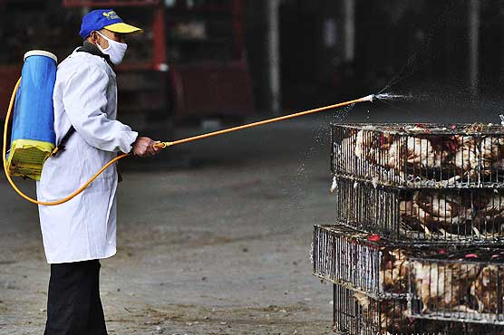Philippines bans China poultry imports due to bird flu