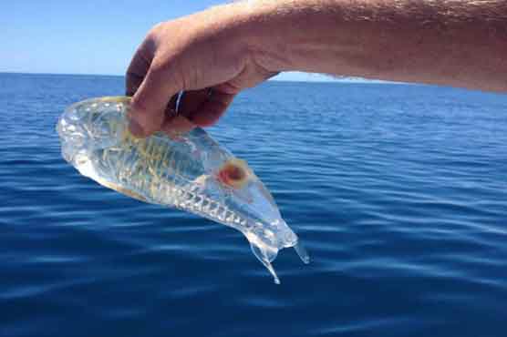 Bizarre see-through fish found in New Zealand
