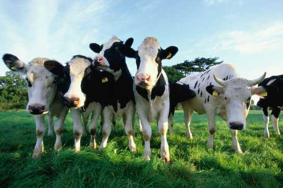 Flatulent cows start fire at German dairy farm: police