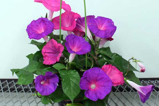 Japan scientists find ageing cure - for flowers