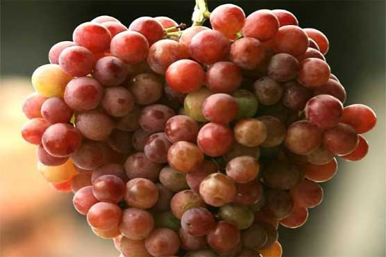Japanese grapes fetch record $5,400: reports