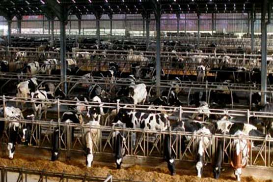 Changing diets favour meat and milk producers: FAO