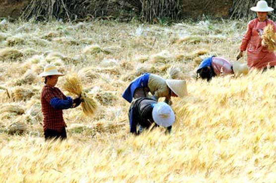 Scientists unlock genetic blueprint of wheat