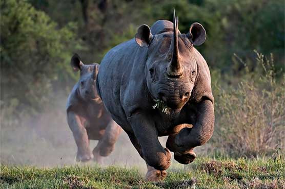 South Africa jails rhino poacher for 77 years