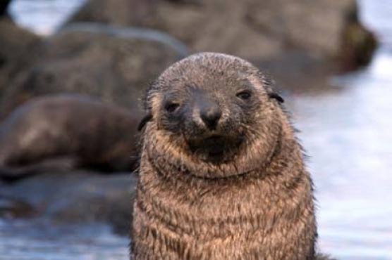 Climate change ravaging Antarctic fur seals: study