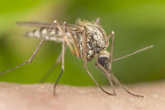Drug-resistant malaria spreading fast in SE Asia