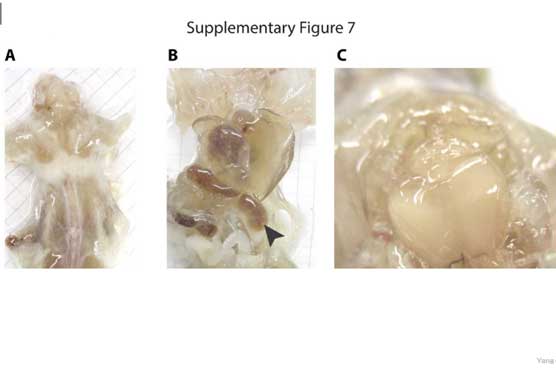 See-through mice reveal details of inner anatomy