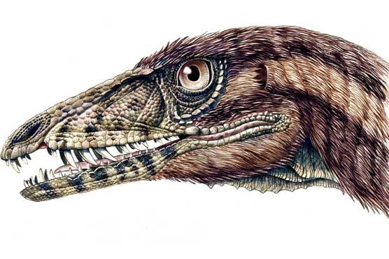 Study traces dinosaur evolution into early birds