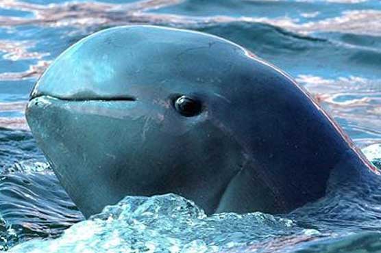 New whale and dolphin watching body launches in Japan