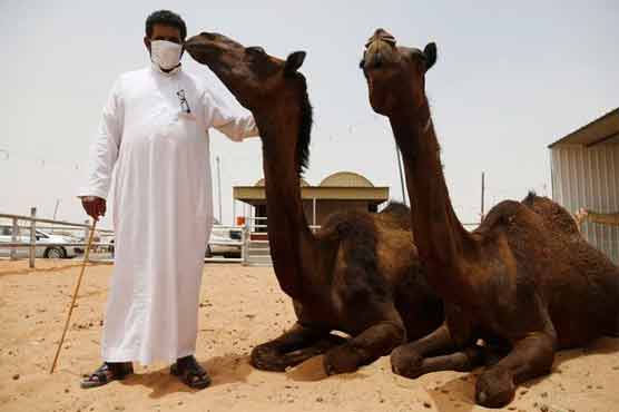 Direct evidence that MERS comes from camels: study