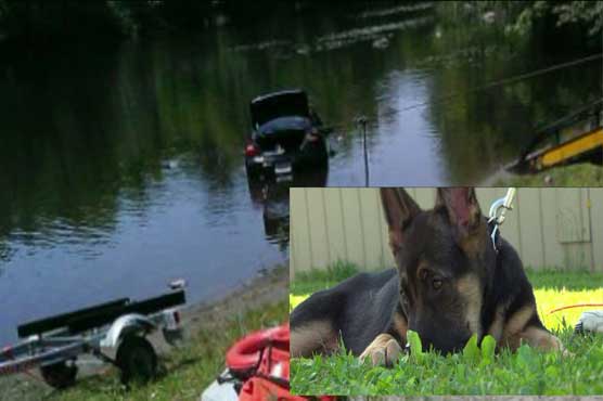 Puppy drives car into Massachusetts pond, owner says