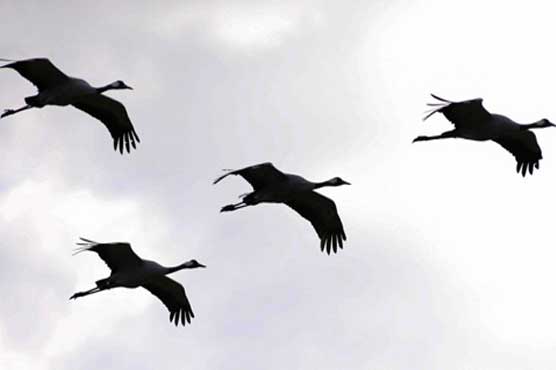 Key genes for Spanish flu pandemic exist in nature: report