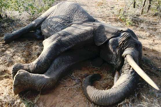Poachers kill famed giant Kenyan elephant