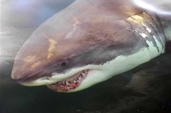 Great white shark numbers are surging, study says