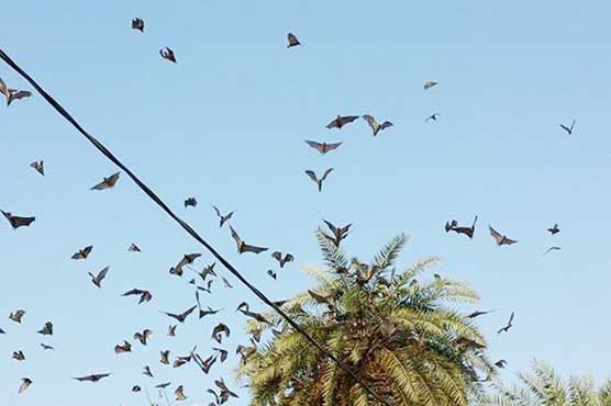 Saudi village under 'bat attack'