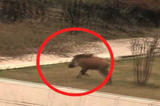 Wild boar breaches Supreme Court's security