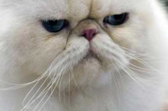 Cat takes US family hostage