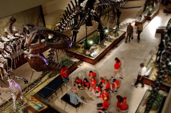 'Chicken from hell' sheds new light on bird-like dino