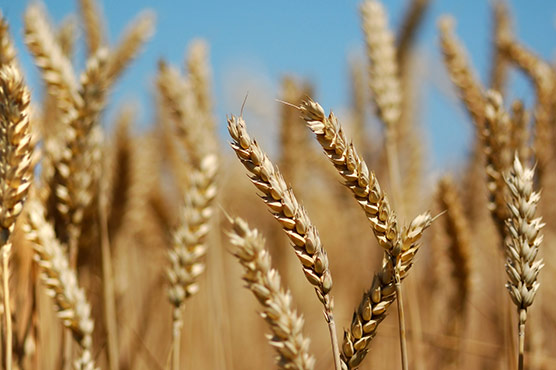 Curbing pesticides will slash wheat yields: study