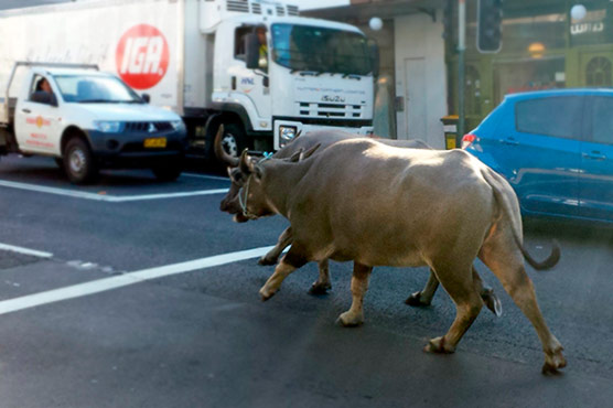 Water buffaloes escape Sydney film set, race down busy street