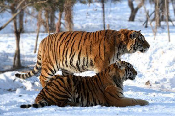 Tiger killing show for Chinese rich and powerful: report 