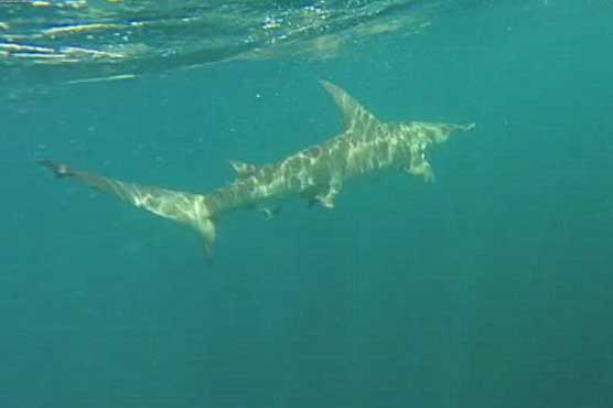 Shark gives Florida student two-hour ride
