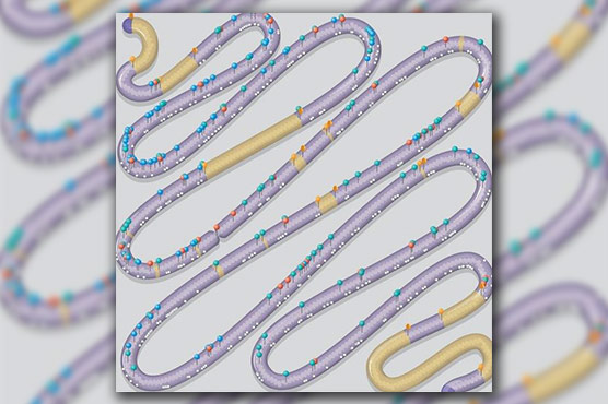 Scientists create 'designer' chromosome