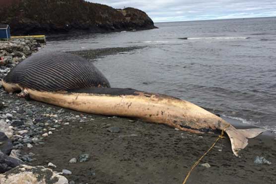 Canadian town tries to sell whale carcass on eBay