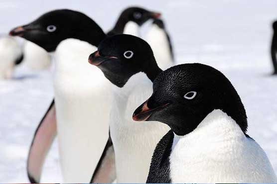 Unusual new penguin flu found in Antartica