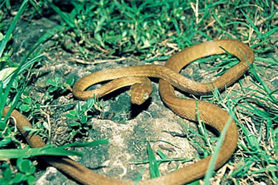 Spanish island fights snake invasion