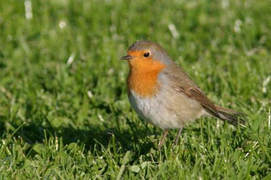 Radio waves affect migrating birds: study   