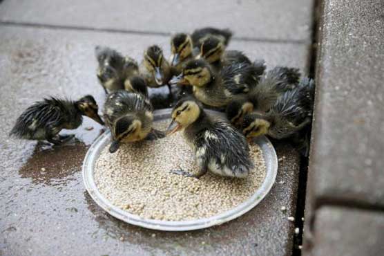 Make way for ducklings, New York style