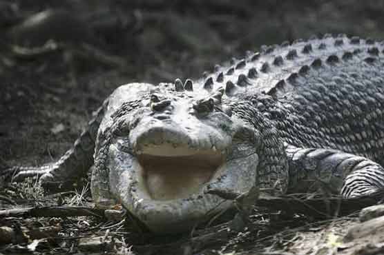 Russian circus crocodile hurt by falling accountant