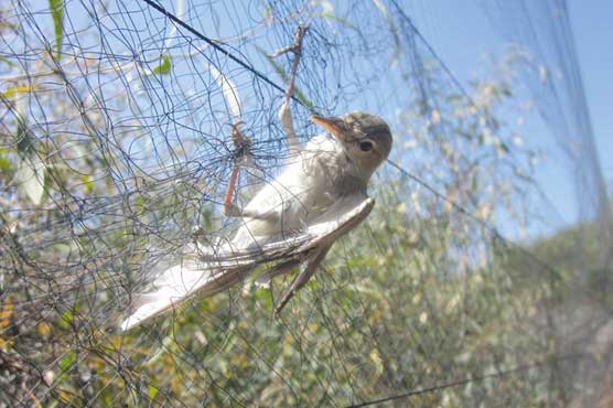 Migrating birds stop off in Cyprus at their peril