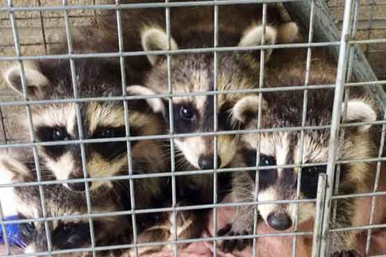 Surprise delivery _ baby raccoons _ at NY agency