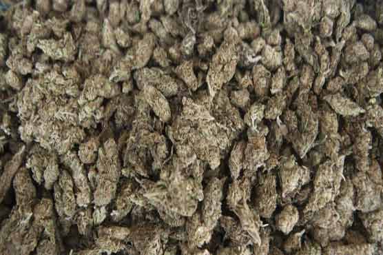 Australian arrested in Indonesia for drug possession