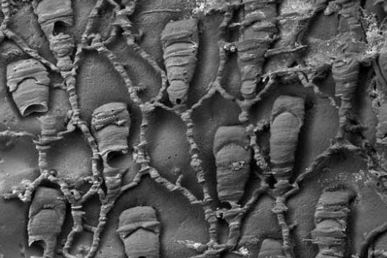 Tiny 'living fossil' found in New Zealand waters