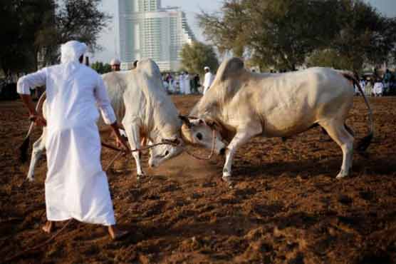 In Fujairah, bull fights for honor, not money or blood