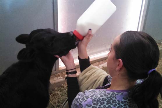 Man arrested after calf found in back seat of car