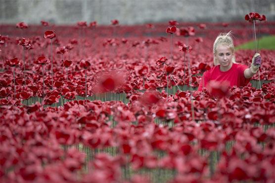 Final poppy planted to remember British WWI dead