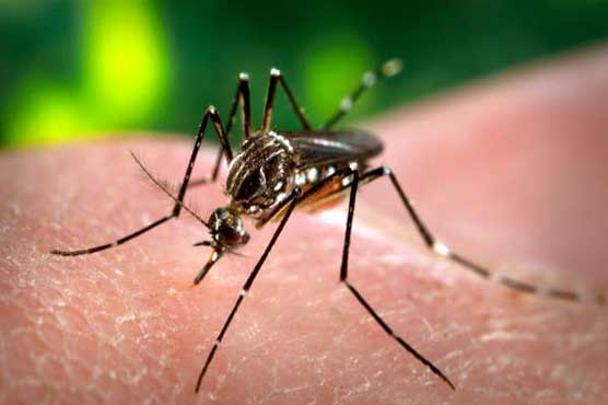 16 more dengue cases surface in Rawalpindi