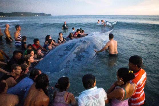 Huge whale beached in southern Nicaragua