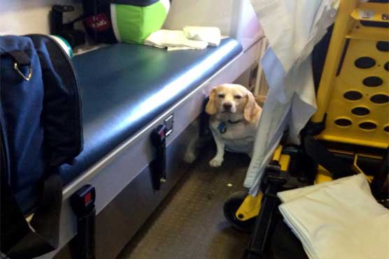Texas rancher's dog hitches ride on ambulance