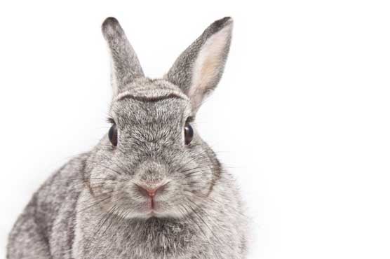 Idaho biology teacher kills, skins rabbit in class