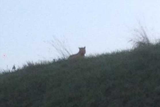 What's roaming France if not Tiger