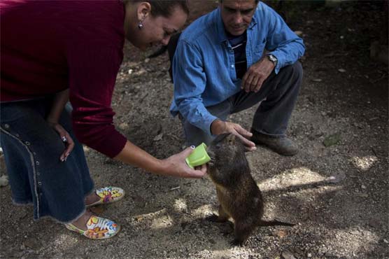 Cuban couple keeps rodents called hutias as pets