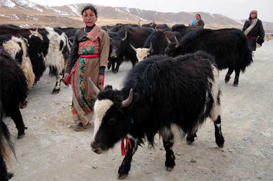 First humans settled on Tibetan Plateau 3,600 years ago 
