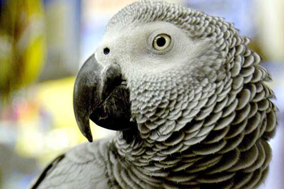 Lost California parrot returns after four years speaking Spanish