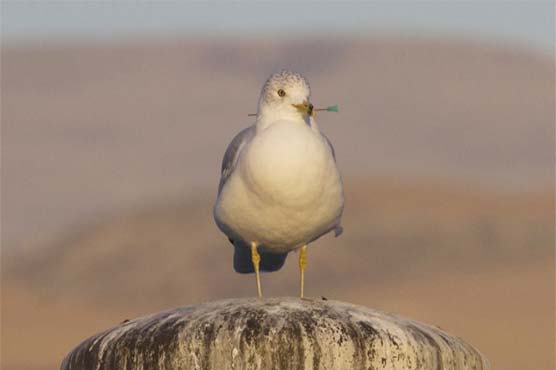 Seagull with dart through neck spotted at park